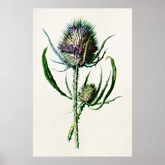 1902 Oude Schotse Thistle Wild Flower Poster (Voorkant)