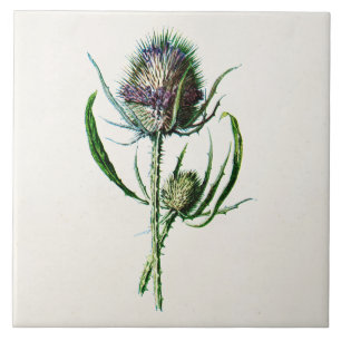 1902 Oude Schotse Thistle Wild Flower Tegeltje