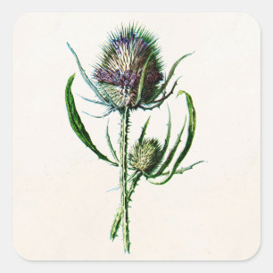  1902 Oude Schotse Thistle Wild Flower Vierkante Sticker