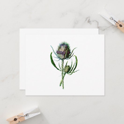  1902 Schots Thistle Antiek Wilde Bloem Kaart (Voorkant / Achterkant in situ)
