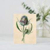 1902 Schots Thistle Antiek Wildflower Briefkaart (Staand voorkant)