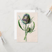  1902 Schotse Thistle Old Wild Flower Kaart (Voorkant / Achterkant in situ)