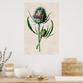 1902 Schotse Thistle Old Wild Flower Poster (Keuken)