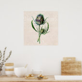  1902 Schotse Thistle Old Wild Flower Poster (Keuken)