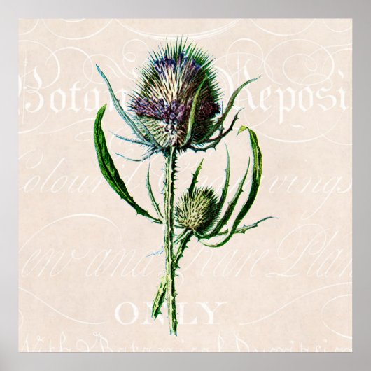 1902 Schotse Thistle Old Wild Flower Poster (Voorkant)