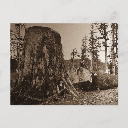 1903 lumberjacks Magic Lantern Slide Briefkaart (Voorkant)