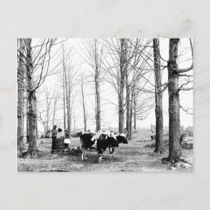 1904 Briefkaart van het suikerkamp van Maple