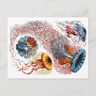 1904 Jellyfish Art Forms of Natuur Print Briefkaart