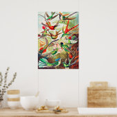 1904 kolibriesdruk poster (Keuken)