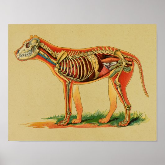 1905 Dog Canine Anatomy Print (Voorkant)