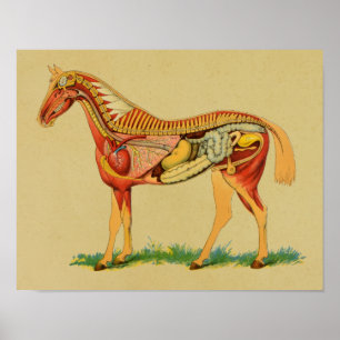 1905 Paardenanatomie afdrukken Poster