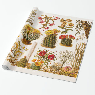 1911 Cactus Flower Old Floral Illustration Cadeaupapier