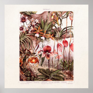  1911 Illustratie van de Orchid Flower Variety Poster