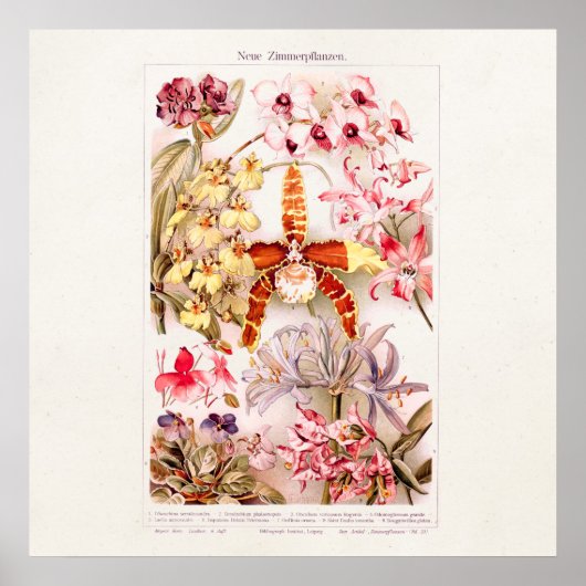  1911 Roze orchidee ventilator illustratie Poster (Voorkant)