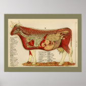 1917  Koe Interne anatomiegrafiek Poster (Voorkant)