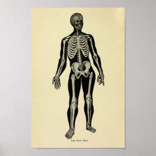  1920 Skeleton Anatomy Art Print