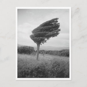 1920 Totara-boom Lange punt Nieuw-Zeeland Foto rep Briefkaart