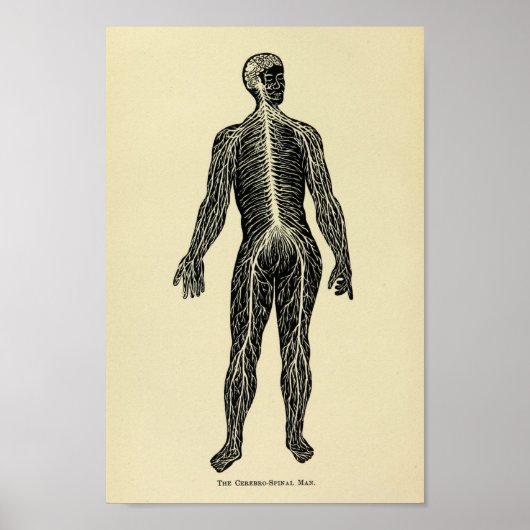 1920 Zenuwstelselanatomie Kunst Afdrukken Poster (Voorkant)