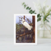 1926  PEUTERVOGELS "SNOWY EGRET" herdruk Briefkaart (Staand voorkant)