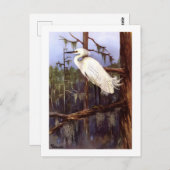 1926  PEUTERVOGELS "SNOWY EGRET" herdruk Briefkaart (Voorkant / Achterkant)