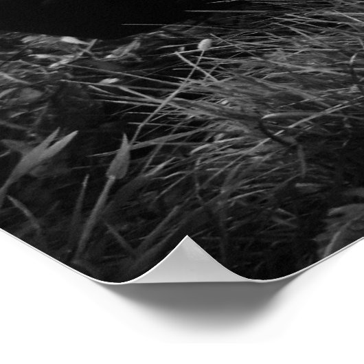 1966 Dodge-lader Poster (Hoek)