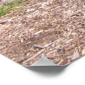 1970 Oldsmobile Cutlass Sport Poster (Hoek)