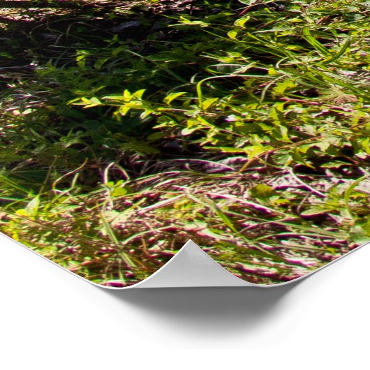 1972 Cutlass Poster (Hoek)