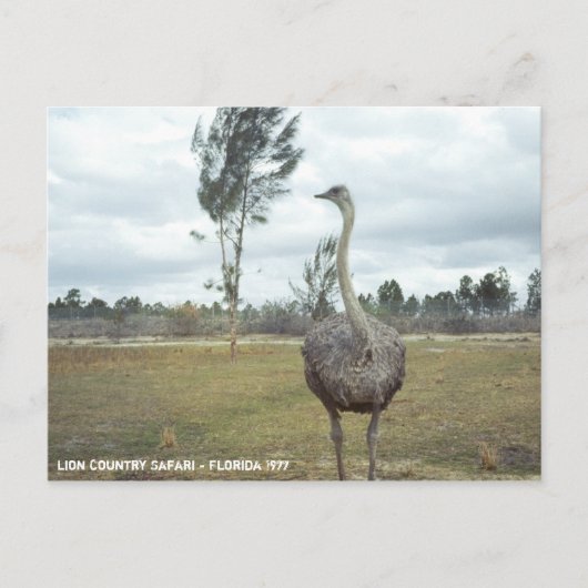1977 Ostrich Safari Briefkaart (Voorkant)