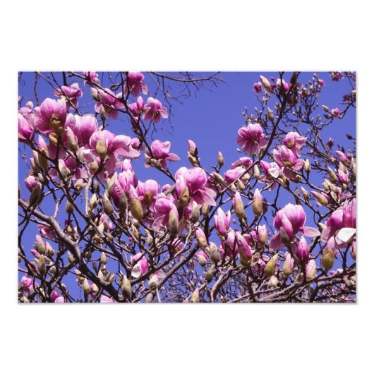 19-inch x13-inch roze magnolia foto afdruk (Voorkant)