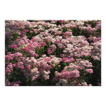 19"x13" Roze Duizendblad