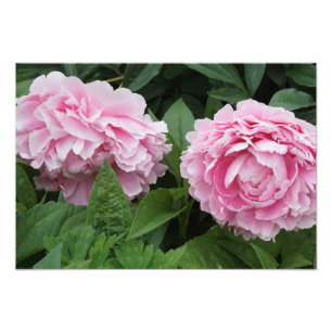 19 "x13" Roze pioenen Foto Afdruk