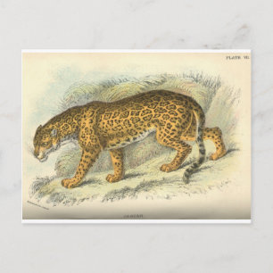  19e eeuw - jaguar - illustratie briefkaart
