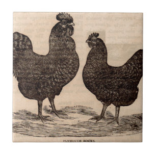 19e-eeuwse drukkerij Plymouth Rock hen en roster Tegeltje
