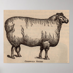 19e-eeuwse gedrukte Cotswold-schapen Poster