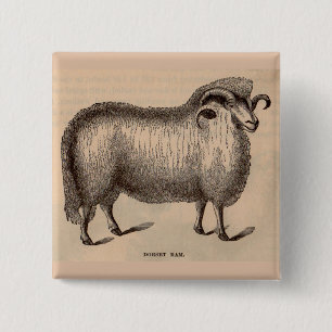 19e-eeuwse gedrukte Dorset ram Vierkante Button 5,1 Cm