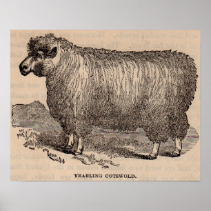 19e eeuwse printjaarschaap Katoen Poster
