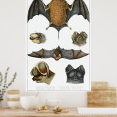 19th C. Bat Print (Keuken)