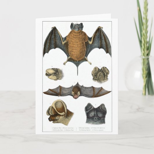 19th C. Bat Print Kaart (Voorkant)