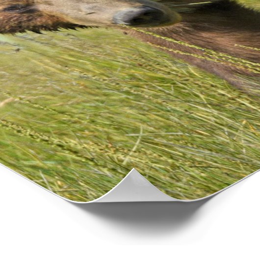 19x13 Poster Paper (Matte) de grizzli (Coin)