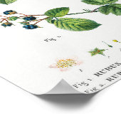 1 Blackberry (Rubus fruticosus) 2 Dewberry (Rubus) Poster (Hoek)