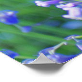 1 Corinthiens 13, belle affiche des bleuets (Coin)