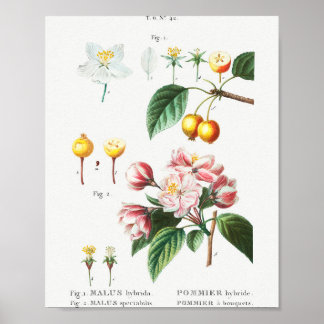 1 Drijvende krabappel (Malus hybrida) 2 Chinese fl Poster