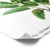 1 Kermes oak Quercus pseudo-coccifera 2 Cork oak Q Poster (Hoek)