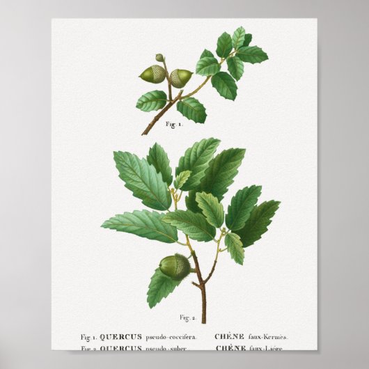 1 Kermes oak Quercus pseudo-coccifera 2 Cork oak Q Poster (Voorkant)