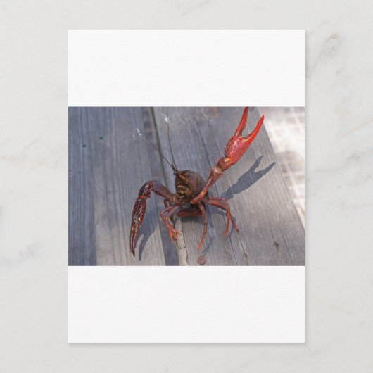 1 langoest briefkaart (Voorkant)