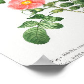 1 Redleaf roos (Rosa rubrifolia) 2 Japans roos ( Poster (Hoek)