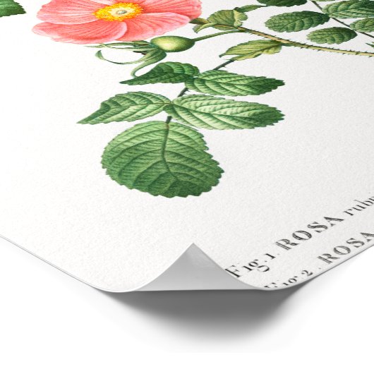 1 Redleaf roos (Rosa rubrifolia) 2 Japans roos ( Poster (Hoek)