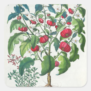 1.Solanum Pomiferum; 2.Amaracus vulgaris uit de Vierkante Sticker
