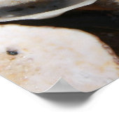 1 vierkante voet schelpen poster (Hoek)