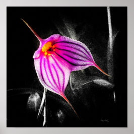 1 x 1 Ratio Black Orchid Print Img5480
